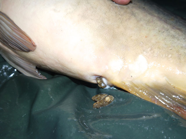 boilies-vallen-in-de-smaak