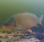 karper onder water video
