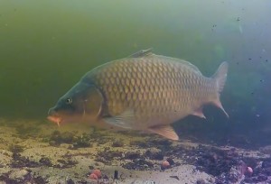 karper onder water video