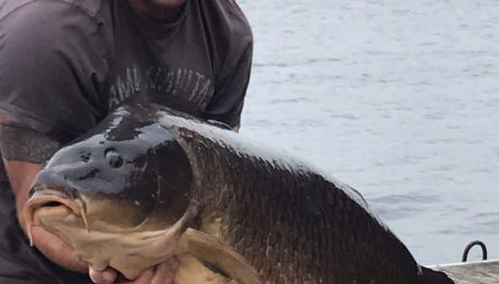 Schubkarper van 27,5 kg